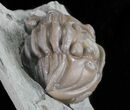 Wide, Enrolled Flexicalymene Trilobite - Ohio #61012-4